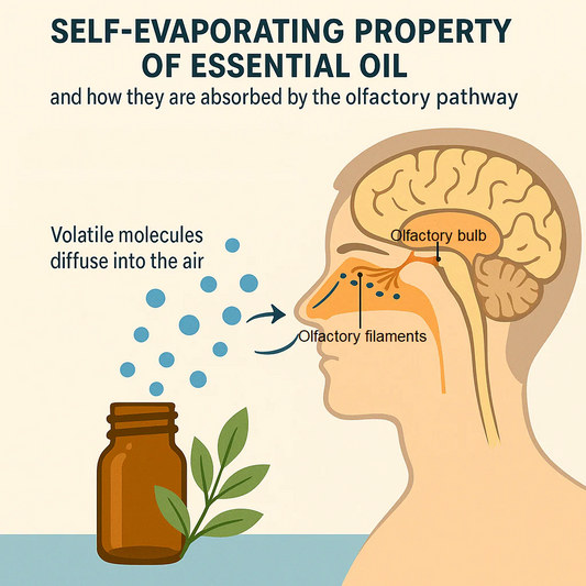 🌿 👃 Olfactory Effect Of Essential Oils